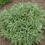 fotos planta medicinal Salvia