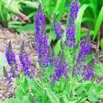 fotos planta medicinal Salvia