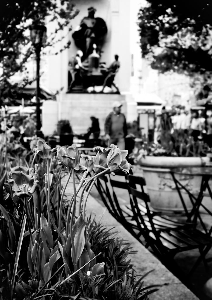 Aceite de nuez. Periplo desde Times Square a Union Square pasando por Flatiron, atravesando casi todo Broadway para conseguirlo. Tulipanes en Herald Sq.