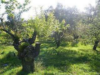 Reproducción de Pico menor (Dendrocopos minor) en Fuenteheridos (Huelva)