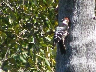 Reproducción de Pico menor (Dendrocopos minor) en Fuenteheridos (Huelva)