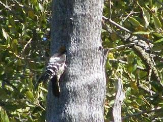 Reproducción de Pico menor (Dendrocopos minor) en Fuenteheridos (Huelva)