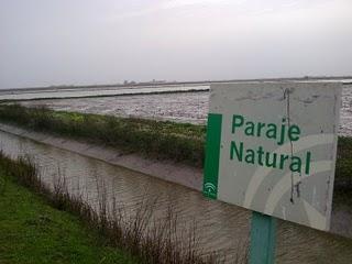 Pasar la tarde en el Paraje Natural del Brazo del Este (Sevilla) Pasar la tarde en el Paraje Natural del Brazo del Este (Sevilla)