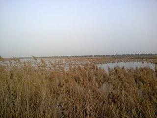 Pasar la tarde en el Paraje Natural del Brazo del Este (Sevilla) Pasar la tarde en el Paraje Natural del Brazo del Este (Sevilla)