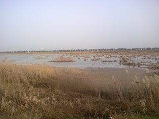 Pasar la tarde en el Paraje Natural del Brazo del Este (Sevilla) Pasar la tarde en el Paraje Natural del Brazo del Este (Sevilla)