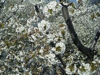 Un blanco big bang en la naturaleza Un blanco big bang en la naturaleza