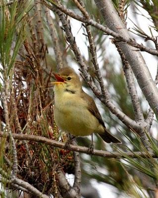 EL MUNDO DEL ABEJARUCO-EUROPEAN BEE-EATER WORLD