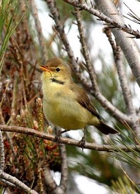 EL MUNDO DEL ABEJARUCO-EUROPEAN BEE-EATER WORLD