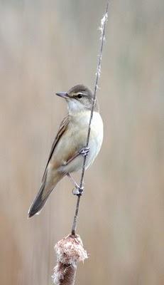 EL MUNDO DEL ABEJARUCO-EUROPEAN BEE-EATER WORLD