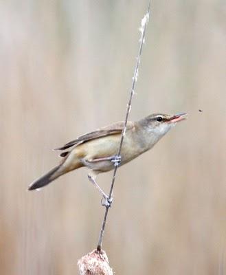 EL MUNDO DEL ABEJARUCO-EUROPEAN BEE-EATER WORLD