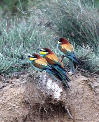 EL MUNDO DEL ABEJARUCO-EUROPEAN BEE-EATER WORLD