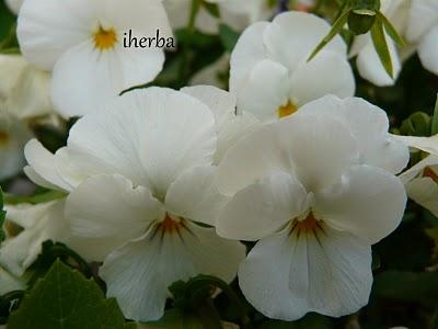 Significado de las flores y plantas  -  Viola Tricolor