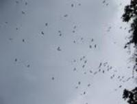 Más de 560.000 aves cruzaron el Estrecho de Gibraltar en 2009