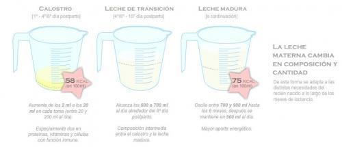 composicion.leche.materna Composición de la leche materna - calostro, leche de transición y leche madura