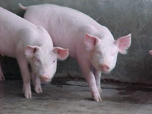 Del Cerdo Se Aprovecha Todo… Hasta La Mucosidad Gástrica Como Remedio Antiviral