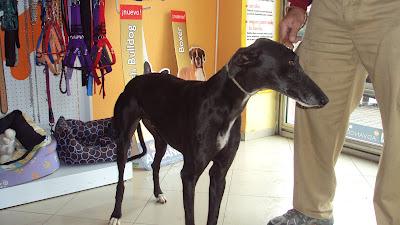 URGENTISIMO: galgo quieren sacrificar, TENEMOS 2 DIAS!!! ESTÁ EN CORDOBA. URGENTISIMO: galgo quieren sacrificar, TENEMOS 2 DIAS!!! ESTÁ EN CORDOBA.