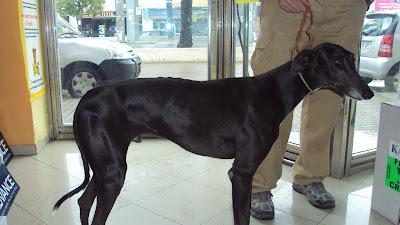 URGENTISIMO: galgo quieren sacrificar, TENEMOS 2 DIAS!!! ESTÁ EN CORDOBA. URGENTISIMO: galgo quieren sacrificar, TENEMOS 2 DIAS!!! ESTÁ EN CORDOBA.