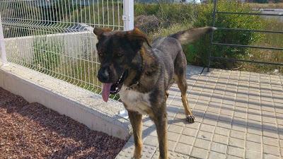 ENCONTRADO PASTOR DE 1 AÑO ATADO A UN ÁRBOL. CHESTE (VALENCIA) ENCONTRADO PASTOR DE 1 AÑO ATADO A UN ÁRBOL. CHESTE (VALENCIA)