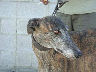 XANA, galga atigrada de 4 años. (Madrid) Urgente!!! XANA, galga atigrada de 4 años. (Madrid) Urgente!!!