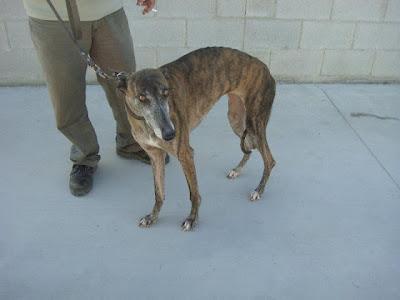 XANA, galga atigrada de 4 años. (Madrid) Urgente!!! XANA, galga atigrada de 4 años. (Madrid) Urgente!!!