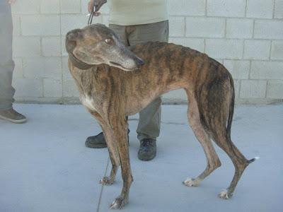 XANA, galga atigrada de 4 años. (Madrid) Urgente!!! XANA, galga atigrada de 4 años. (Madrid) Urgente!!!