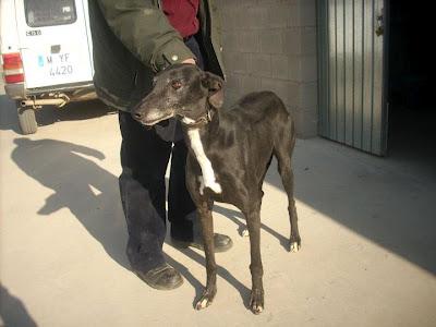 ZEUS, galgo negro de 4 años. (Madrid) Urgente!!! ZEUS, galgo negro de 4 años. (Madrid) Urgente!!!