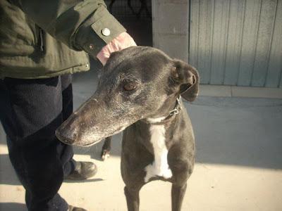 ZEUS, galgo negro de 4 años. (Madrid) Urgente!!! ZEUS, galgo negro de 4 años. (Madrid) Urgente!!!