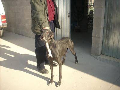 ZEUS, galgo negro de 4 años. (Madrid) Urgente!!! ZEUS, galgo negro de 4 años. (Madrid) Urgente!!!
