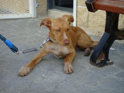 NOE, podenco de 4 mesecitos. (Madrid) Urgente!!!! NOE, podenco de 4 mesecitos. (Madrid) Urgente!!!!