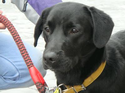 ROCKY - mestizo de labrador de 9 meses - Madrid - Urgente!!! ROCKY - mestizo de labrador de 9 meses - Madrid - Urgente!!!