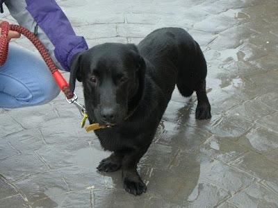 ROCKY - mestizo de labrador de 9 meses - Madrid - Urgente!!! ROCKY - mestizo de labrador de 9 meses - Madrid - Urgente!!!