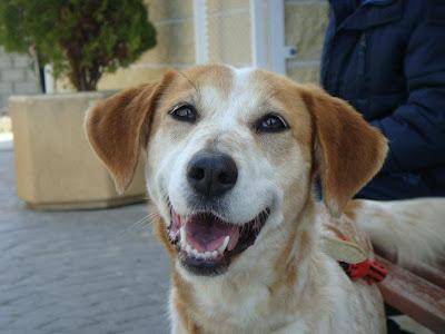 CANELA - mestiza mediana de 5 años - Madrid - Urgente!!!! CANELA - mestiza mediana de 5 años - Madrid - Urgente!!!!