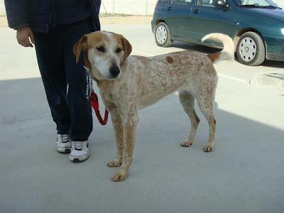 CANELA - mestiza mediana de 5 años - Madrid - Urgente!!!! CANELA - mestiza mediana de 5 años - Madrid - Urgente!!!!