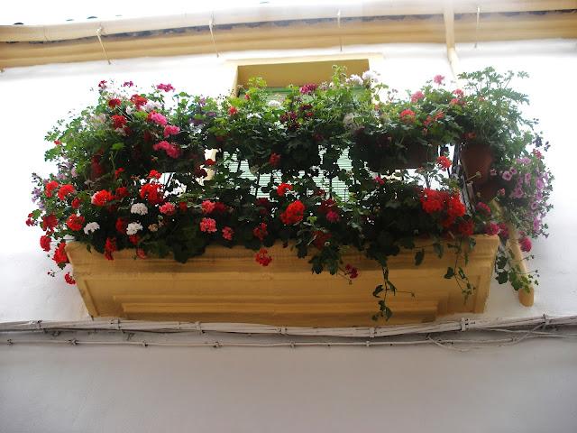 Patios de Córdoba Patios de Córdoba