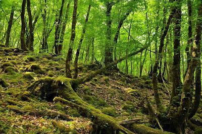 Cuaderno de viaje: Sarlat&Perigord; noir Cuaderno de viaje: Sarlat&Perigord; noir
