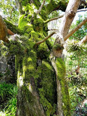 El jardín de la Saleta en mayo.