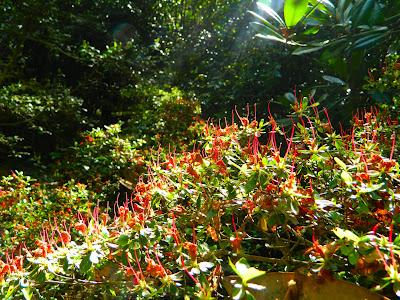 El jardín de la Saleta en mayo.