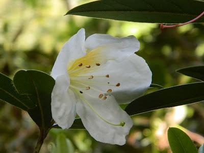 El jardín de la Saleta en mayo.