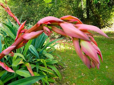 El jardín de la Saleta en mayo.