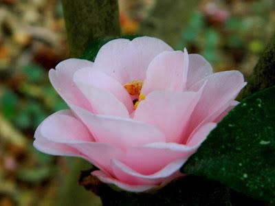 El jardín de la Saleta en abril.