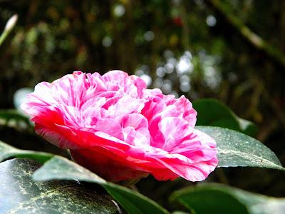 El jardín de la Saleta en abril.