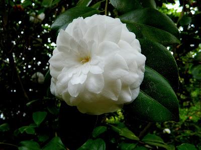 El jardín de la Saleta en abril.