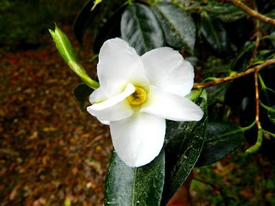 El jardín de la Saleta en abril.