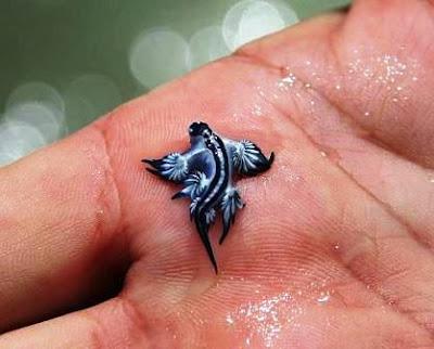 Glaucus atlanticus