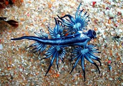 Glaucus atlanticus