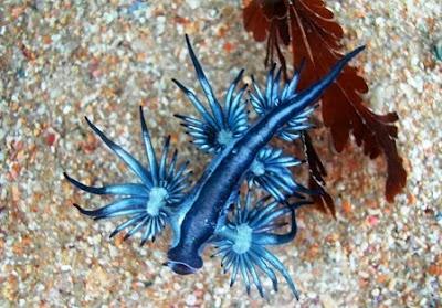 Glaucus atlanticus