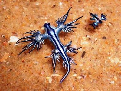 Glaucus atlanticus