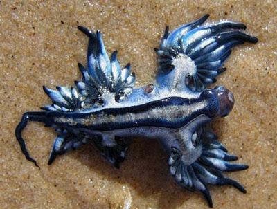 Conociendo La Babosa Marina: Glaucus atlanticus (El Dragón azul)