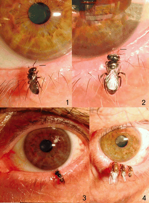 Abejas que beben lágrimas y sudor humanos Abejas que beben lágrimas y sudor humanos