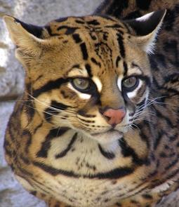 En Argentina crean técnica de clonación para proteger animales en vía de extinción En Argentina crean técnica de clonación para proteger animales en vía de extinción